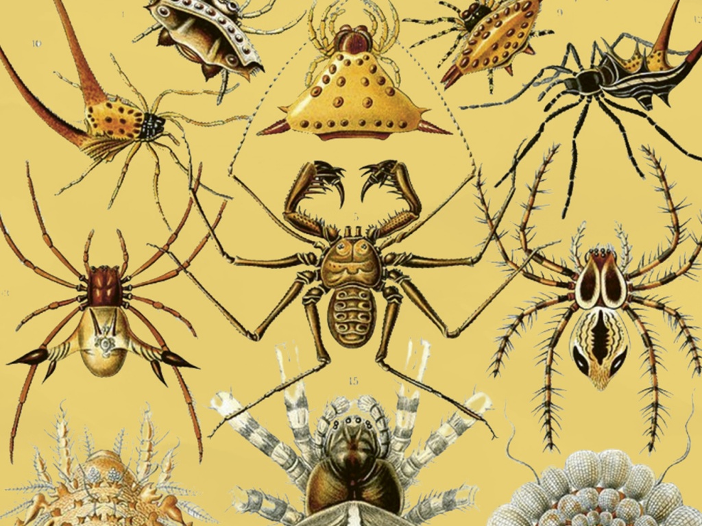 Vida insecta, de Cristina Sánchez-Andrade